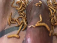 Bizarre fetish movie features guy with extreme bdsm fetish letting worms crawl on his cock